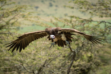 Lappet-faced vulture glides towards landing in trees