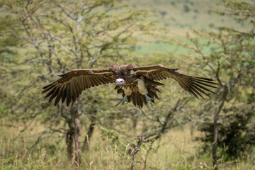 Lappet-faced vulture glides towards landing among trees