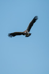 Lappet-faced vulture glides with raised wings