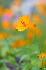 Obraz premium コスモス