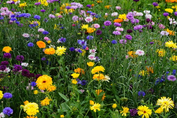 Meadow mix