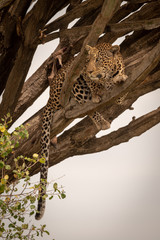 Leopard lies in candelabra tree looking left