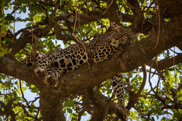 Leopard lies on branch with eye closed