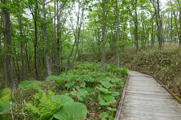 Fototapeta premium Landscape of Kushiro bog (the biggest bog in Japan / Hookaido)