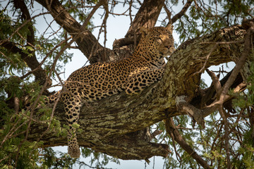 Leopard lies on branch with leg dangling