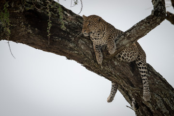 Leopard lies on tree branch looking left