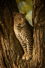 Leopard looking right from fork of tree