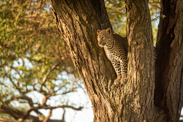 Leopard looks down from fork in tree