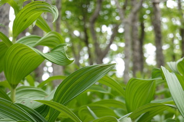 Landscape of Kushiro bog (the biggest bog in Japan / Hookaido)