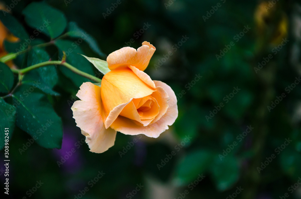 Wall mural Soft focus beautiful orange rose with leave in background. with nature background, Thailand