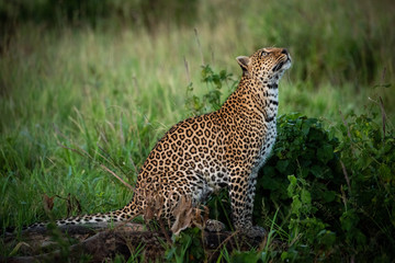 Leopard sits by leafy bushes looking up
