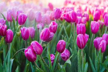 Tulip garden in the early morning hours with the beautiful light and the moning mist of winter season
