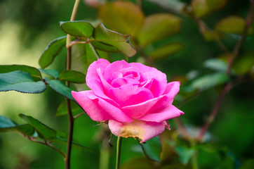 Soft focus beautiful pink rose with blur nature background, Thailand