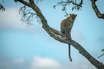 Leopard sits on branch under blue sky