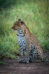 Fototapeta na wymiar Leopard sits on ground by long grass