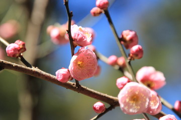 早春の写真素材 花をつけた梅の枝の写真素材 クローズアップ