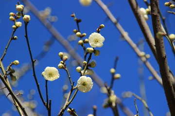 白梅の枝のクローズアップ写真 つぼみと花
