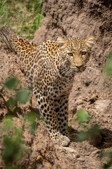 Leopard stands in dry gully looking up