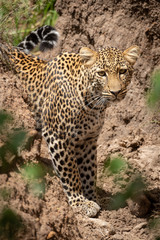 Leopard stands in dry gully watching camera