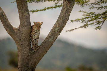 Leopard stands in tree fork looking down