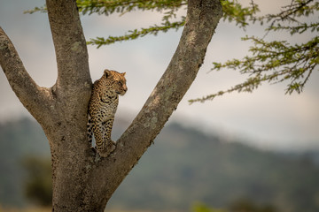 Leopard stands in tree fork facing right