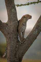 Leopard stands in tree fork looking up