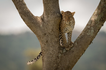 Leopard stands in tree fork watching camera
