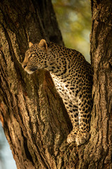 Leopard staring left from fork of tree