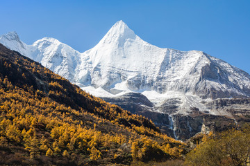 Yellow pine forest with snow-capped mountain and blue sky in the background at Yading Nature Reserve, Sichuan, China