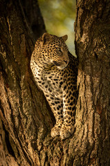 Leopard staring right from fork of tree