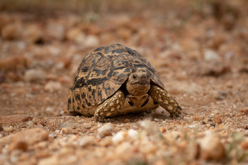 Leopard tortoise crossing dirt track facing camera