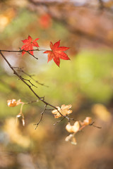 Naklejka na ściany i meble Maple leaf fall autumn season for banner background. 