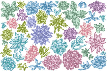 Vector set of hand drawn pastel succulent echeveria, succulent echeveria, succulent