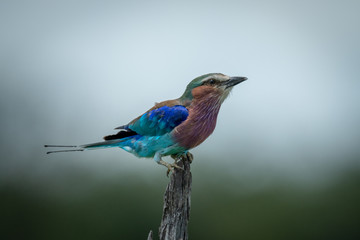 Lilac-breasted roller crouching on stump with catchlight