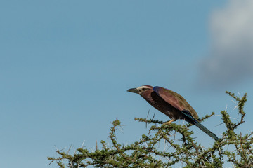 Lilac-breasted roller crouches on thornbush facing left
