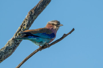 Lilac-breasted roller eyes camera from dead branch