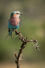 Lilac-breasted roller facing right on thorny branch