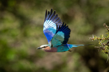 Lilac-breasted roller flies away from thorn tree
