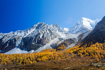 Yellow pine forest with snow-capped mountain and blue sky in the background at Yading Nature Reserve, Sichuan, China