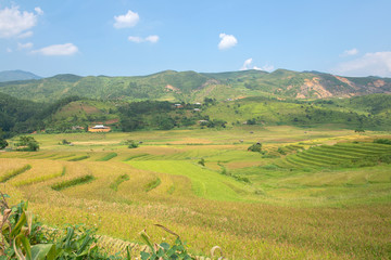 Fototapeta na wymiar Green, brown, yellow and golden rice terrace fields of Tu Le valley, Northwest of Vietnam