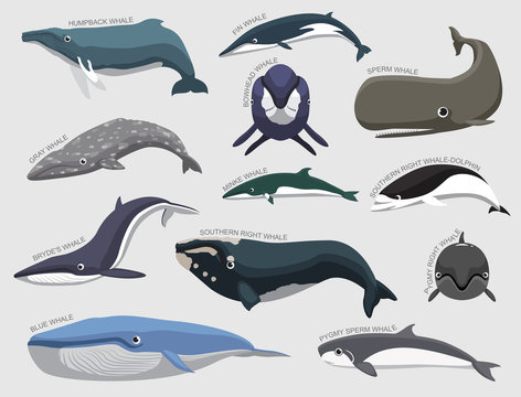 Whale Set Various Kind Identify Cartoon Vector