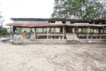 Shelter at free range chicken poutry farming in Malaysia