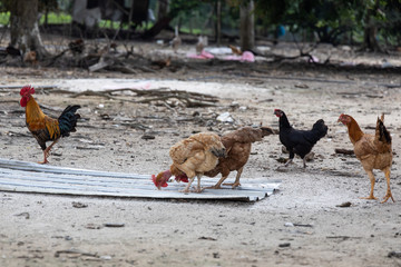 Free range chicken and poutry farming in Malaysia