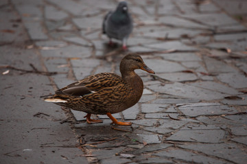 Close-up wild duck nibbles on grass and walks on green grass near a pond. Feathers in macro with water droplets.