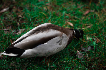 Close-up wild duck nibbles on grass and walks on green grass near a pond. Feathers in macro with water droplets.