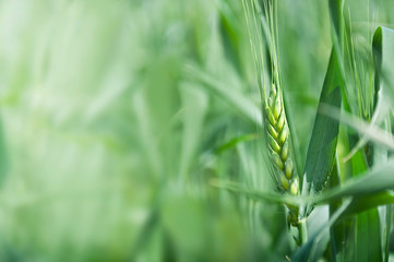 Ear of rye in the field. Young rye field during flowering. Space for text. Selective focus.