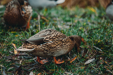 Close-up wild duck nibbles on grass and walks on green grass near a pond. Feathers in macro with water droplets.