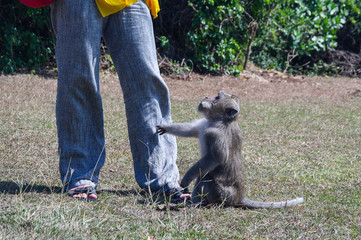 monkey is begging for food