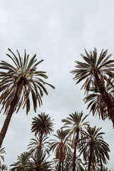 Palm trees in Palermo, Italy