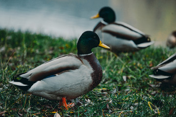 Close-up wild duck nibbles on grass and walks on green grass near a pond. Feathers in macro with water droplets.